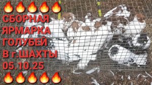 🔥🔥🔥 Птичий рынок 06.10.25. Сборная ярмарка голубей в г.Шахты. Часть 3.