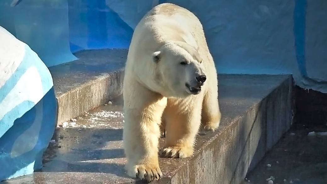 Белый медведь Кай после отдыха наслаждается купанием, а Герде пришлось прыгнуть в воду за ужином.