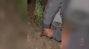 В Волгограде полицейские задержали иностранца за незаконный оборот наркотических средств