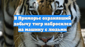 В Приморье охранявший добычу тигр набросился на машину с людьми