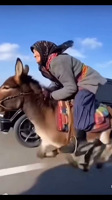 Учись пока бабка жива 