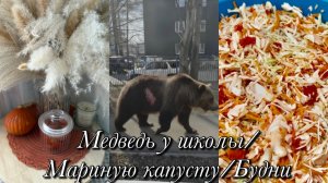 Медведь у школы🐻Мариную капусту🥬Будни💫