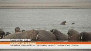 История уникального материкового лежбища моржей