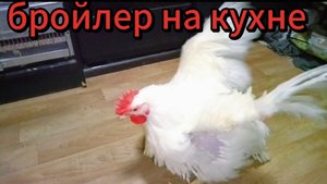 Бройлер Петя гуляет🐓🐔показываю как снимаю стрим😅