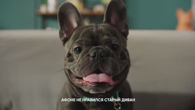 Афоня и диван | Аскона: 35 лет ждет вас дома смотреть онлайн