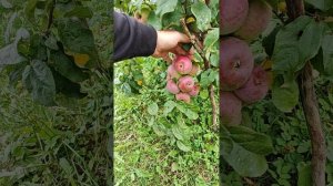 Поздний сорт яблони Алеся в ЛенОбласти.