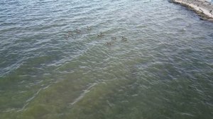 Берег Озера Осень Гуси. Видео с Дрона.