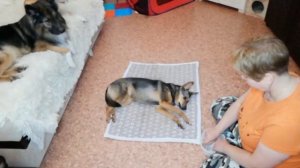 укладка на бочок, закармливание