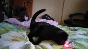 Когтястые коты 😊