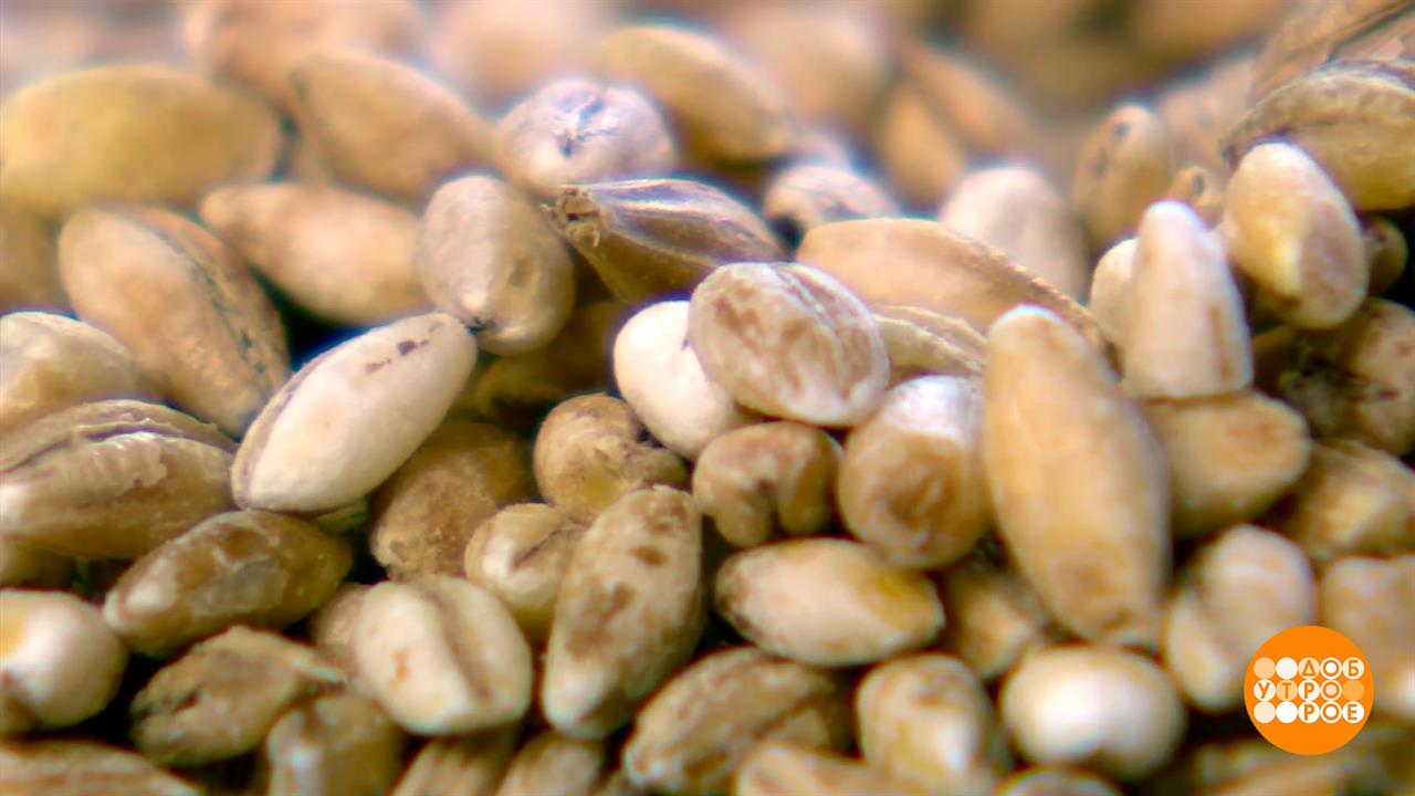 Перловка, жемчужная каша! Доброе утро. Фрагмент выпуска от 15.10.2025