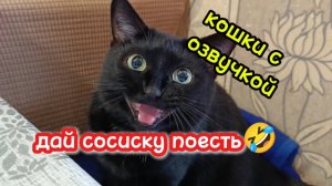 Кошки с озвучкой.