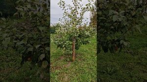 Яблоня Сорта - Мечта в ЛенОбласти 2025.