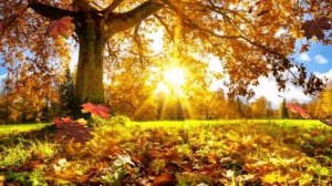 Стихи читает автор Елена Попова