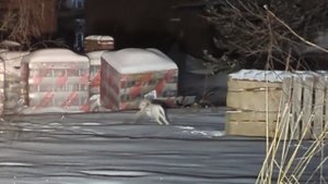 Изумрудная долина — теперь с охраной в виде зайца 😂