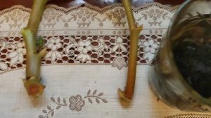 Размножить и сохранить Бегонию!