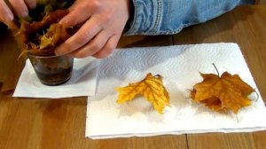 Как сохранить листья растений в глицерине в домашних условиях - обучающее видео