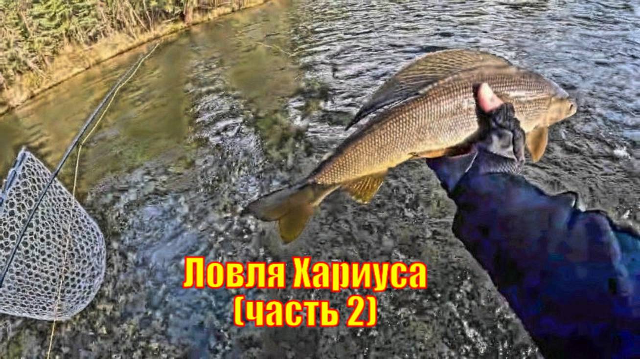 Ловля Аляскинского Хариуса Нахлыстом (часть 2)