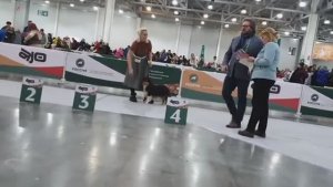 26.11.2022, Москва. Выставка РОССИЯ-2022-1. Ринг ШЕЛТИ, судья Белкин А.