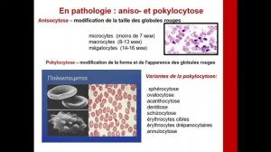 La pathologie du sang rouge (3)