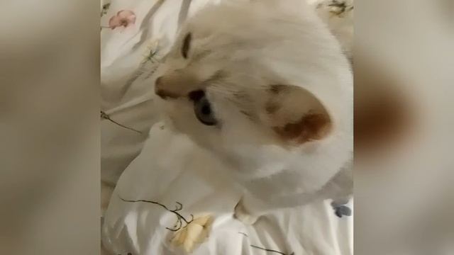 это моя Кошка☺️💓 смотреть онлайн