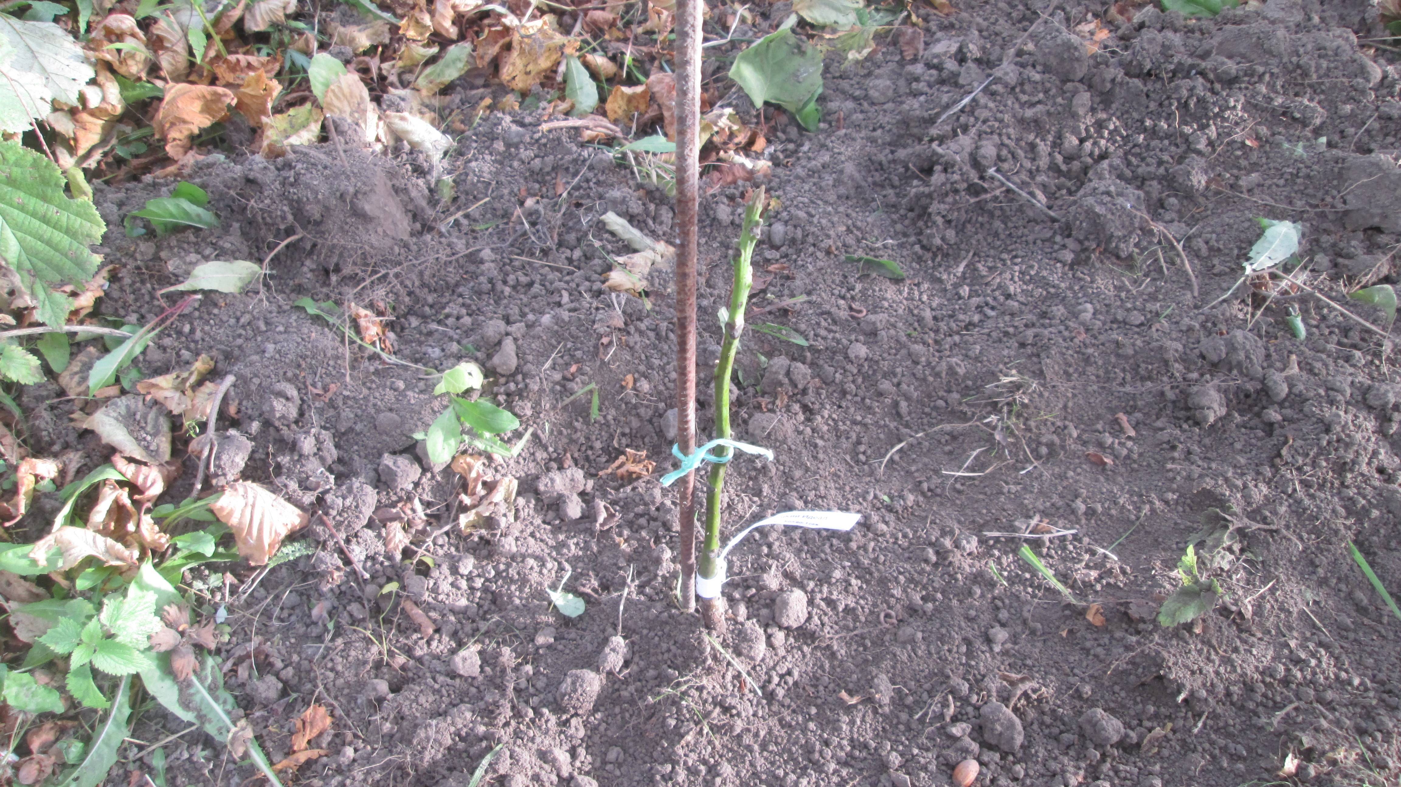 Посадка грецкого ореха смотреть онлайн