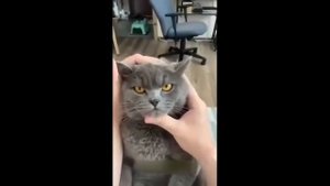 😹 Приколы с котами с озвучкой! Самые смешные животные! АХХААХАХАХ