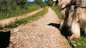 Решил помогать собакам.mp4