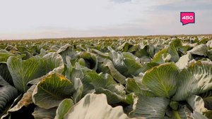 Овощное ассорти и первая голубика. Агрокурьер