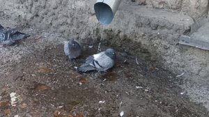 Купание на Покрова. 15.10.25