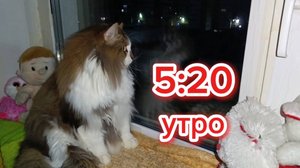 Кошки с озвучкой.