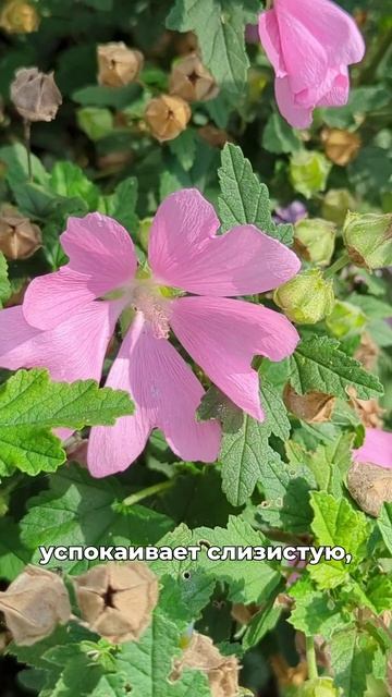 почему Бабий цвет или Груднишник? смотреть онлайн