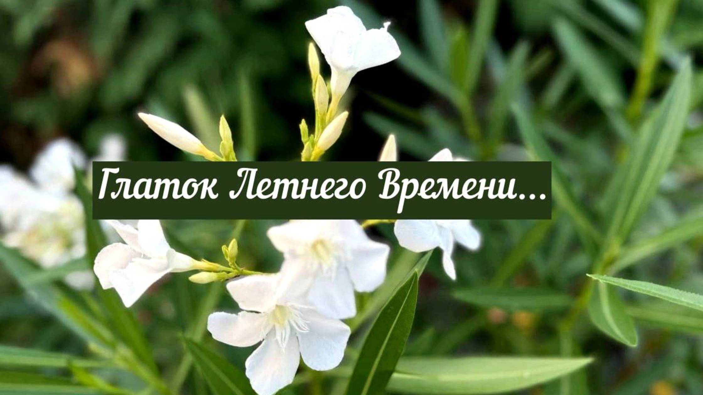 Тёплые края юга. Туристические места для отдыха. Уютная атмосфера. Природа.