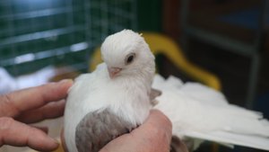 Уникальные породы голубей Олега Валентиновича Семёнова из Краснодара.