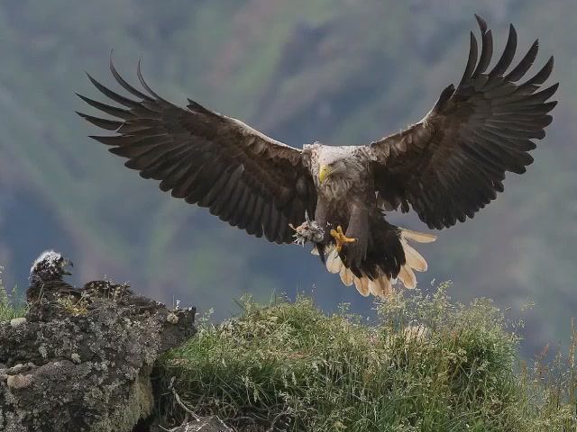 Георгий (Геор) Казиев - Азарут | Поют Осетины