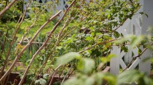 Сад мечты. Выпуск 28