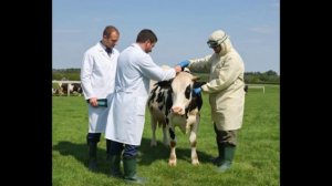 Скручивание матки