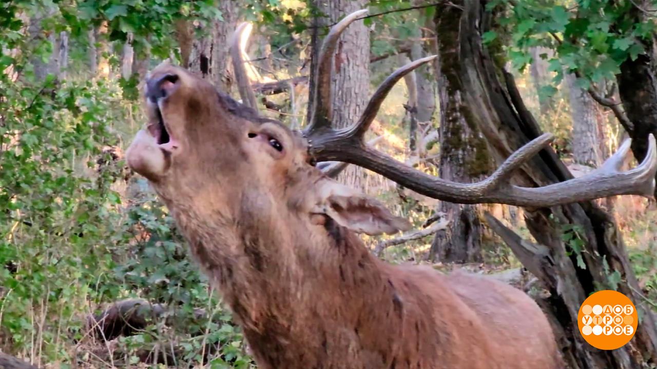 О чем поют олени? Доброе утро. Фрагмент выпуска от 15.10.2025