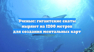 Ученые: гигантские скаты ныряют на 1200 метров для создания ментальных карт