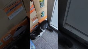 Забрала с заправки вислоухую шотландку