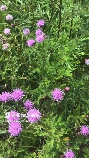 Ленобласть. Хвойное. 06.07.2024. Растение-цветы бодяка