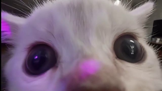 Котёнок и камера