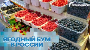 В России растет число производителей ягод | Вместе выгодно