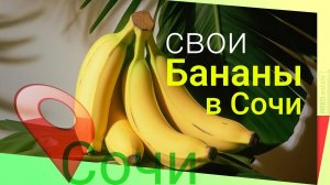 в Сочи 🍌 вырастят свои бананы #инвестиции