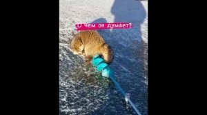 О чем он думает?