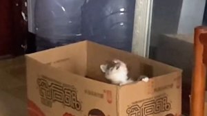 Мяу мяу🐱