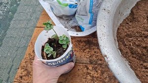 Черенкование осенью, часть 2, 15 октября 2025г