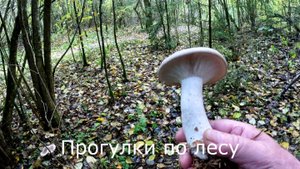 Прогулки по лесу. Гуляю по ореховой роще. Опять попались грибки.