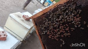 Пересадил к совместной зимовке.