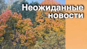 ❗️Что вот-вот Случится... 🍁♥️♣️ расклад таро прогноз онлайн гадание