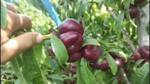 Инжирный нектарин Донат Ростов-на-Дону | Small Gardens